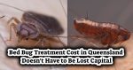 Bed Bug Treatment Cost in Queensland Doesn’t Have to Be Lost Capital