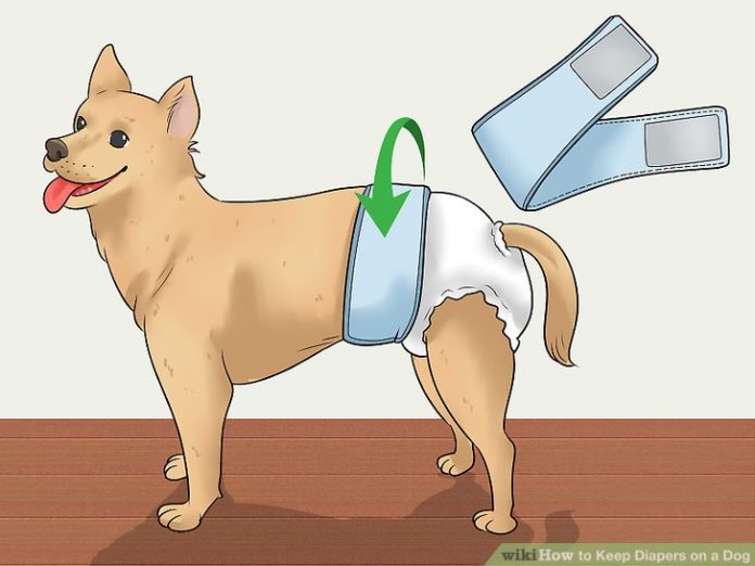 Dog Diaper Alternatives