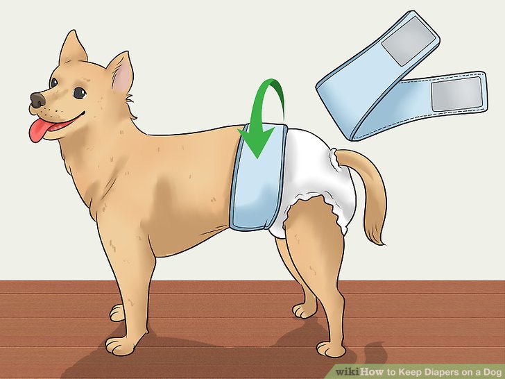Dog Diaper Alternatives